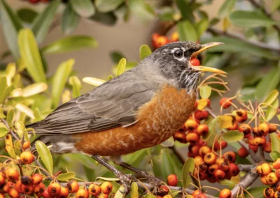 2024 Great Backyard Bird Count Results